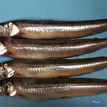 フライパンdeメギスの塩焼き レシピ 作り方 By Biscoo 楽天レシピ フライパンdeメギスの塩焼き レシピ 作り方 By Biscoo 楽天レシピ